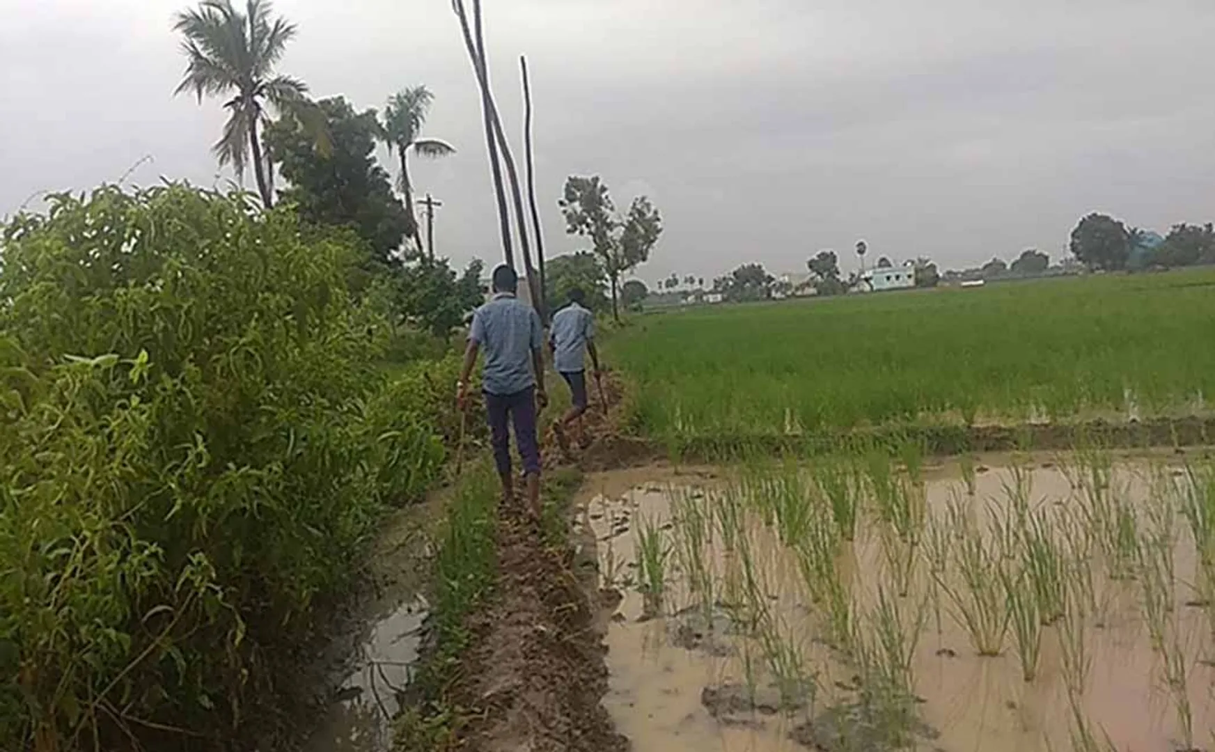 the school students will be cutting has palm tree peoples shock 